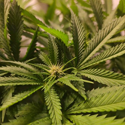 Fruit Spirit #1 growlog timeline photo
