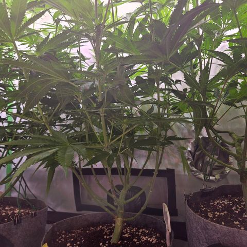 Fruit Spirit #1 growlog timeline photo