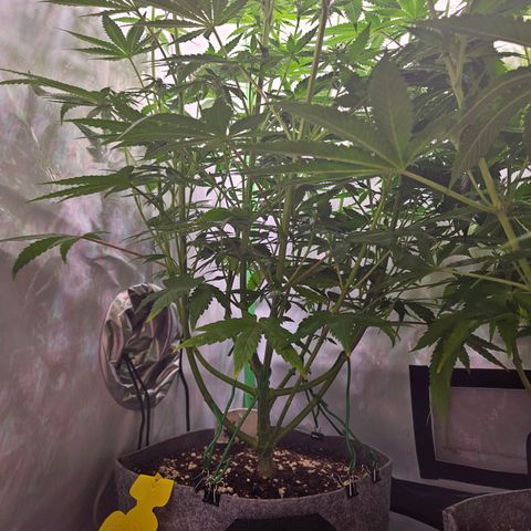 Lemon Shining Silver Haze #1 growlog timeline photo
