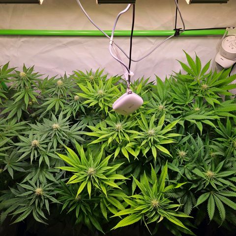 Lemon Shining Silver Haze #1 growlog timeline photo