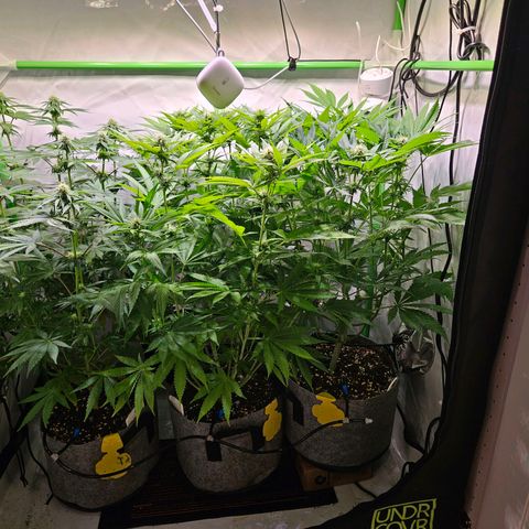 Lemon Shining Silver Haze #1 growlog timeline photo