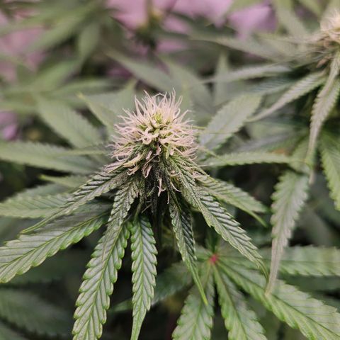 Lemon Shining Silver Haze #1 growlog timeline photo