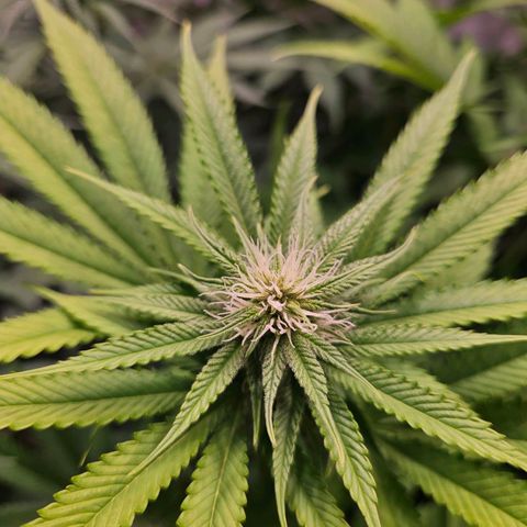 Fruit Spirit #1 growlog timeline photo