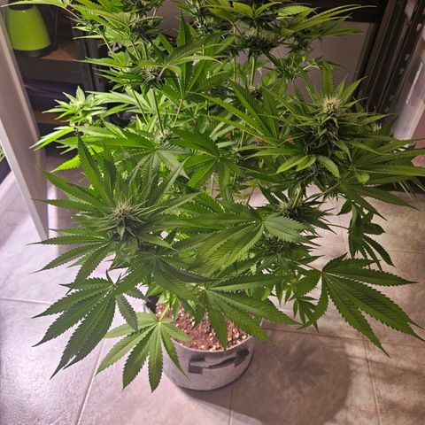 Fruit Spirit #1 growlog timeline photo