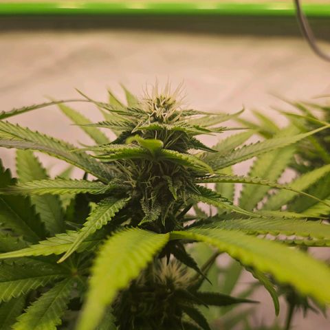 Fruit Spirit #1 growlog timeline photo