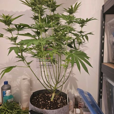 Fruit Spirit #1 growlog timeline photo