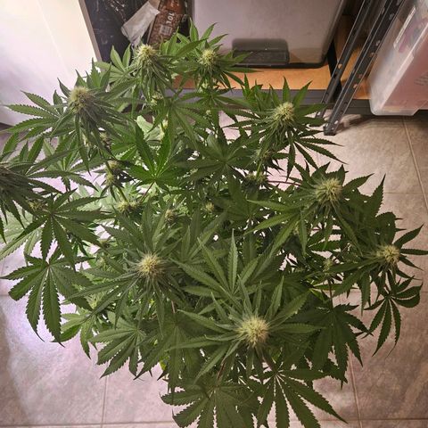 Lemon Shining Silver Haze #1 growlog timeline photo