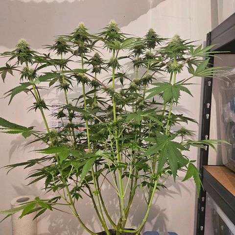 Lemon Shining Silver Haze #1 growlog timeline photo