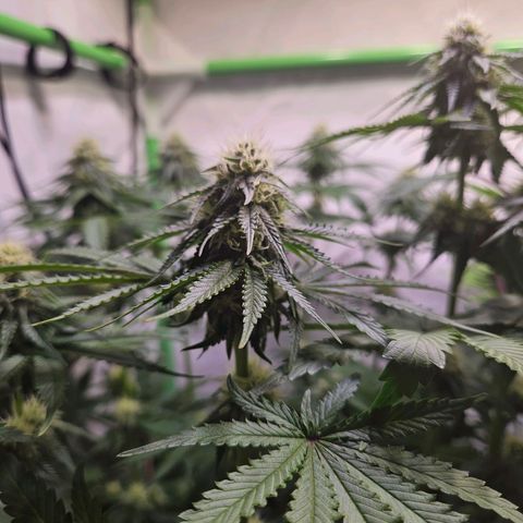 Lemon Shining Silver Haze #1 growlog timeline photo