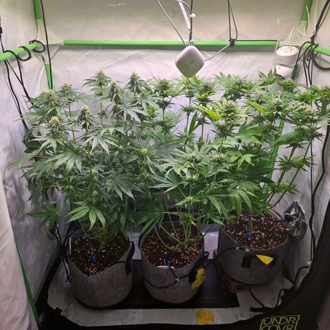 Lemon Shining Silver Haze #1 growlog timeline photo