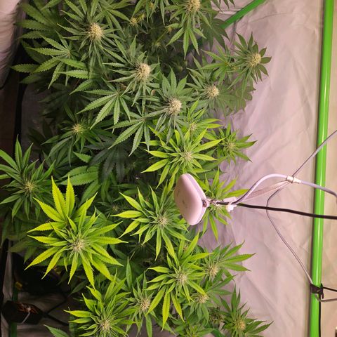 Lemon Shining Silver Haze #1 growlog timeline photo