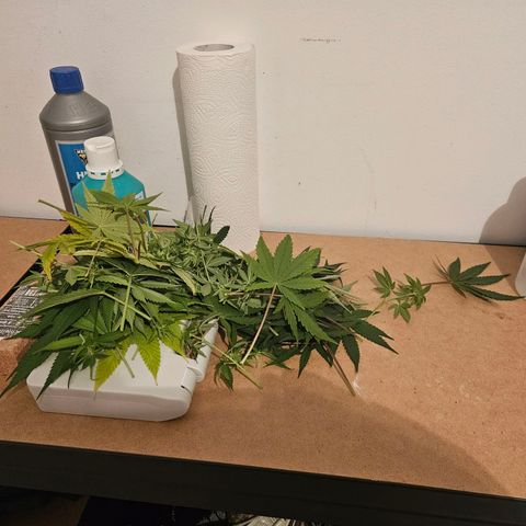 Lemon Shining Silver Haze #1 growlog timeline photo