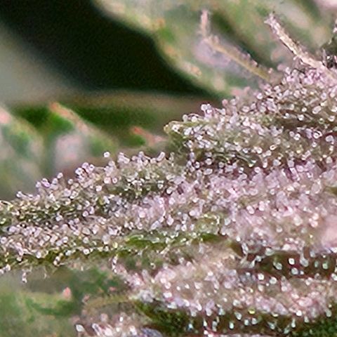 Fruit Spirit #1 growlog timeline photo