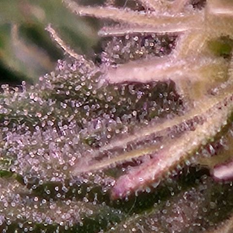 Fruit Spirit #1 growlog timeline photo