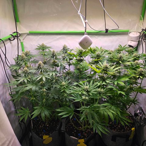 Fruit Spirit #1 growlog timeline photo