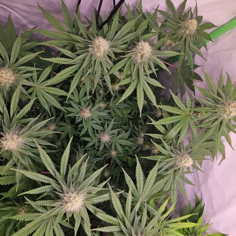 Lemon Shining Silver Haze #1 growlog timeline photo