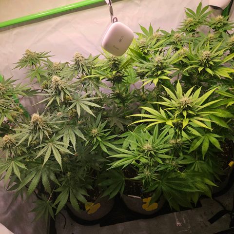 Lemon Shining Silver Haze #1 growlog timeline photo