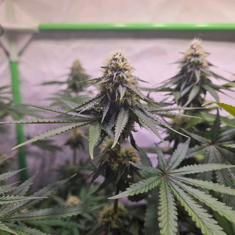 Lemon Shining Silver Haze #1 growlog timeline photo