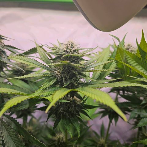 Fruit Spirit #1 growlog timeline photo