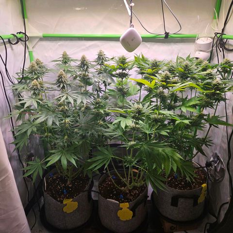 Lemon Shining Silver Haze #1 growlog timeline photo