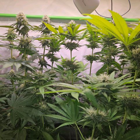 Lemon Shining Silver Haze #1 growlog timeline photo