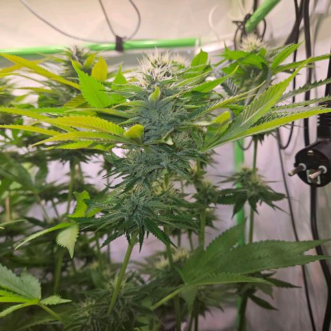Lemon Shining Silver Haze #1 growlog timeline photo