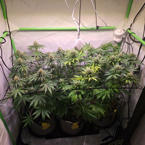 Lemon Shining Silver Haze #1 growlog timeline photo