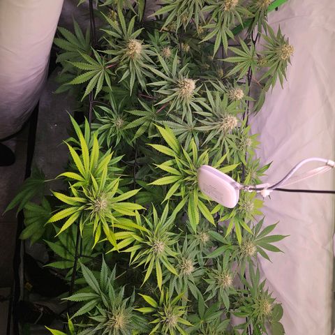Lemon Shining Silver Haze #1 growlog timeline photo