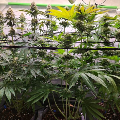 Lemon Shining Silver Haze #1 growlog timeline photo
