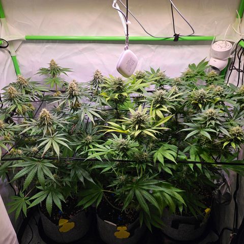 Lemon Shining Silver Haze #1 growlog timeline photo
