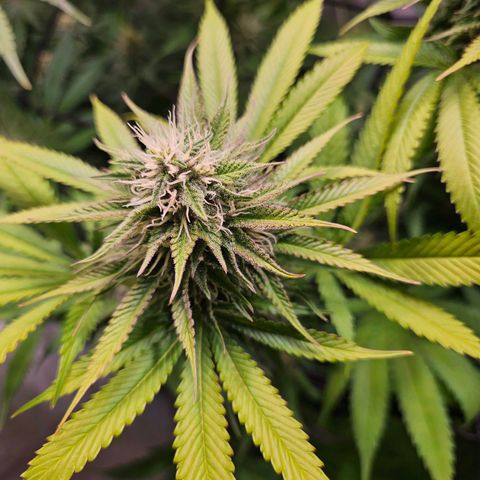 Fruit Spirit #1 growlog timeline photo
