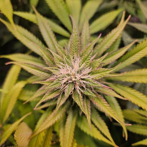 Fruit Spirit #1 growlog timeline photo