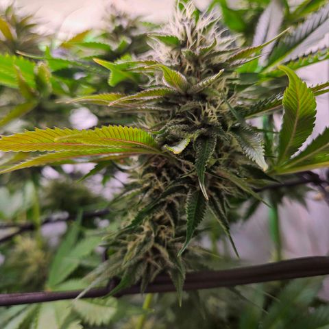 Fruit Spirit #1 growlog timeline photo