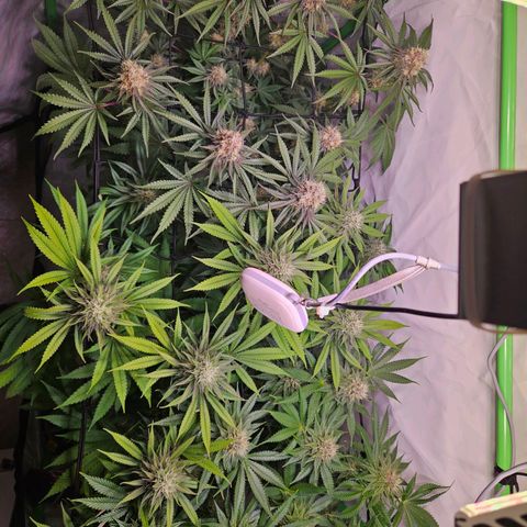 Lemon Shining Silver Haze #1 growlog timeline photo