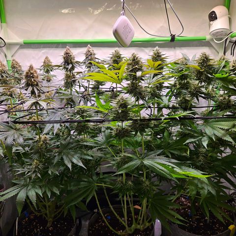 Lemon Shining Silver Haze #1 growlog timeline photo