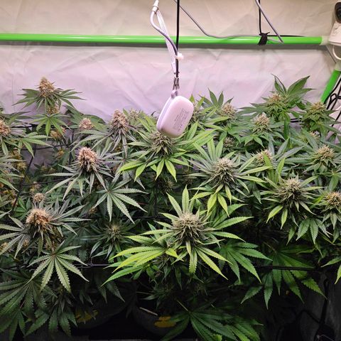 Lemon Shining Silver Haze #1 growlog timeline photo
