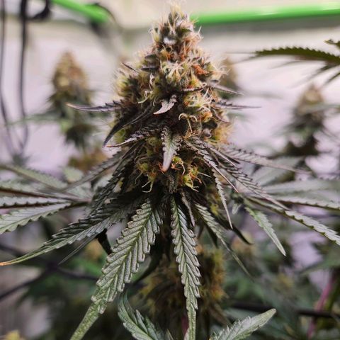 Lemon Shining Silver Haze #1 growlog timeline photo