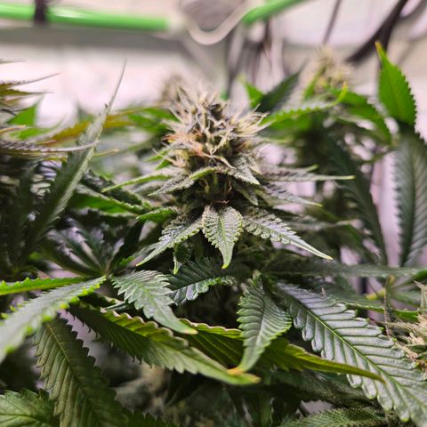 Fruit Spirit #1 growlog timeline photo