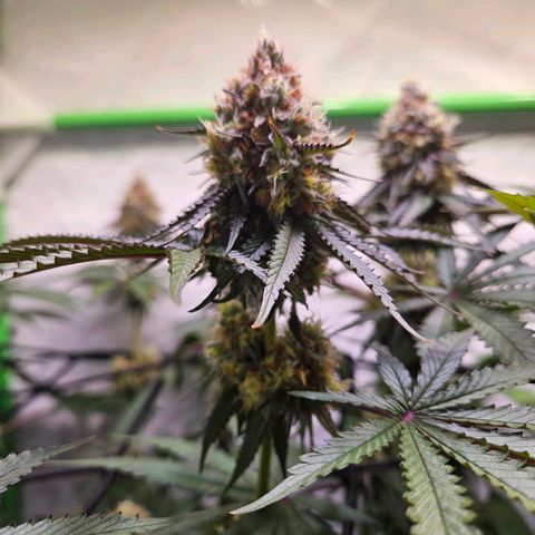 Lemon Shining Silver Haze #1 growlog timeline photo