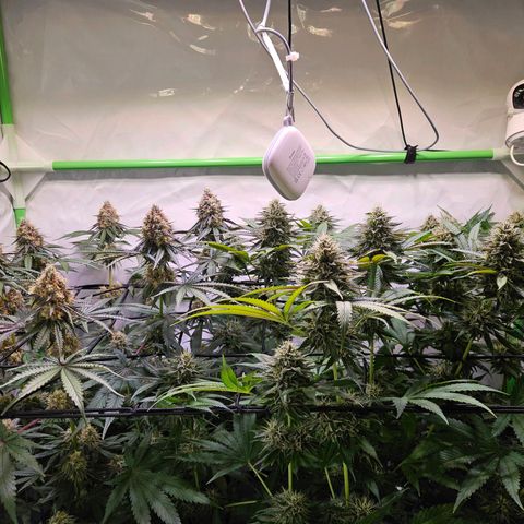 Lemon Shining Silver Haze #1 growlog timeline photo