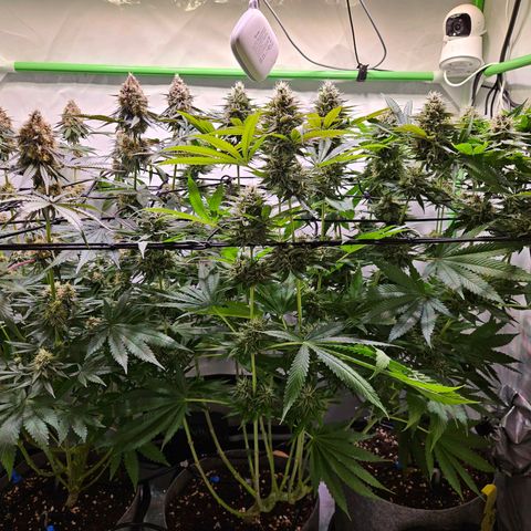 Lemon Shining Silver Haze #1 growlog timeline photo
