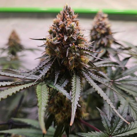 Lemon Shining Silver Haze #1 growlog timeline photo