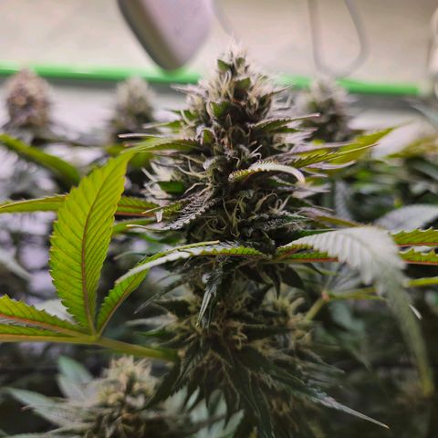 Fruit Spirit #1 growlog timeline photo