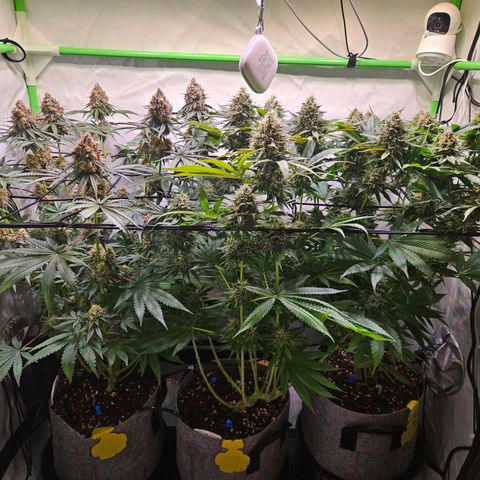 Lemon Shining Silver Haze #1 growlog timeline photo