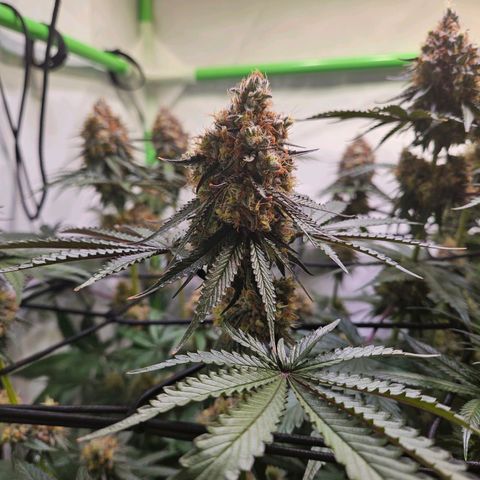 Lemon Shining Silver Haze #1 growlog timeline photo
