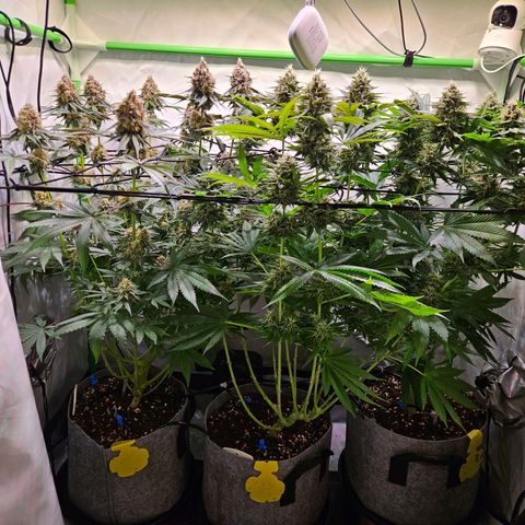 Lemon Shining Silver Haze #1 growlog timeline photo