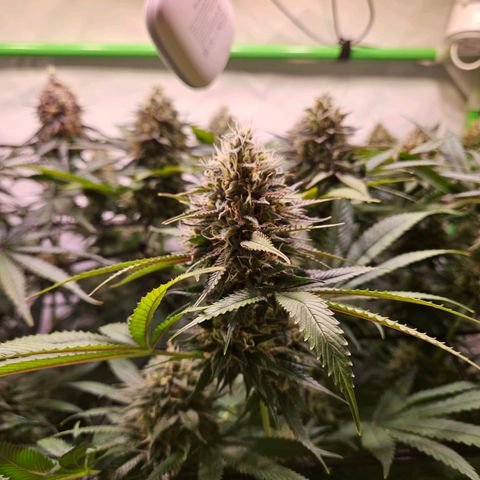 Lemon Shining Silver Haze #1 growlog timeline photo