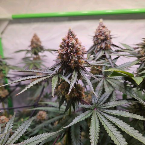 Lemon Shining Silver Haze #1 growlog timeline photo