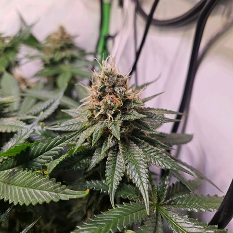 Lemon Shining Silver Haze #1 growlog timeline photo