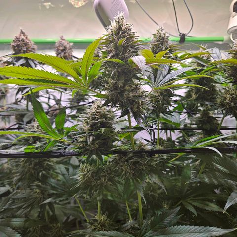 Lemon Shining Silver Haze #1 growlog timeline photo